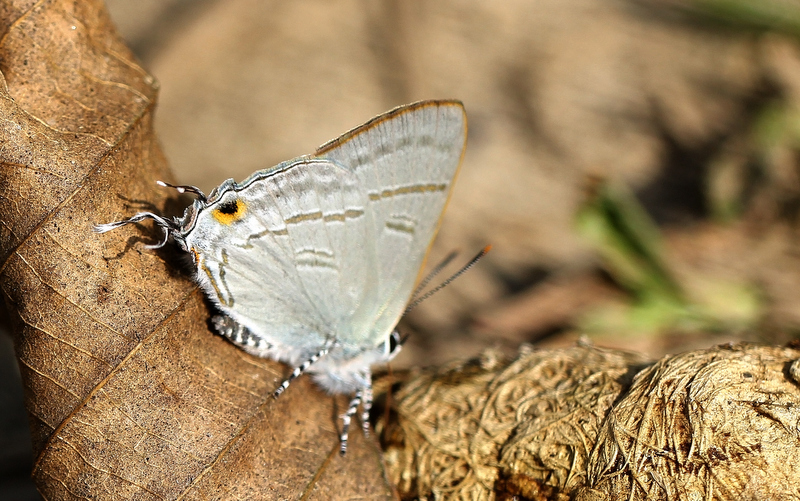 Butterflies